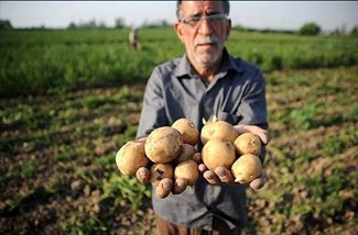 سیب‌زمینی‌های دفن شده خیلی بیشتر از ۱۷۰۰ تن است!